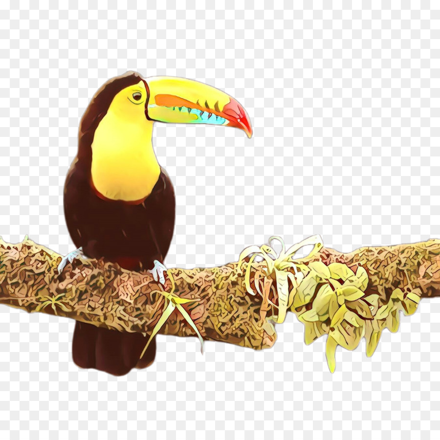 bird toucan beak piciformes hornbill