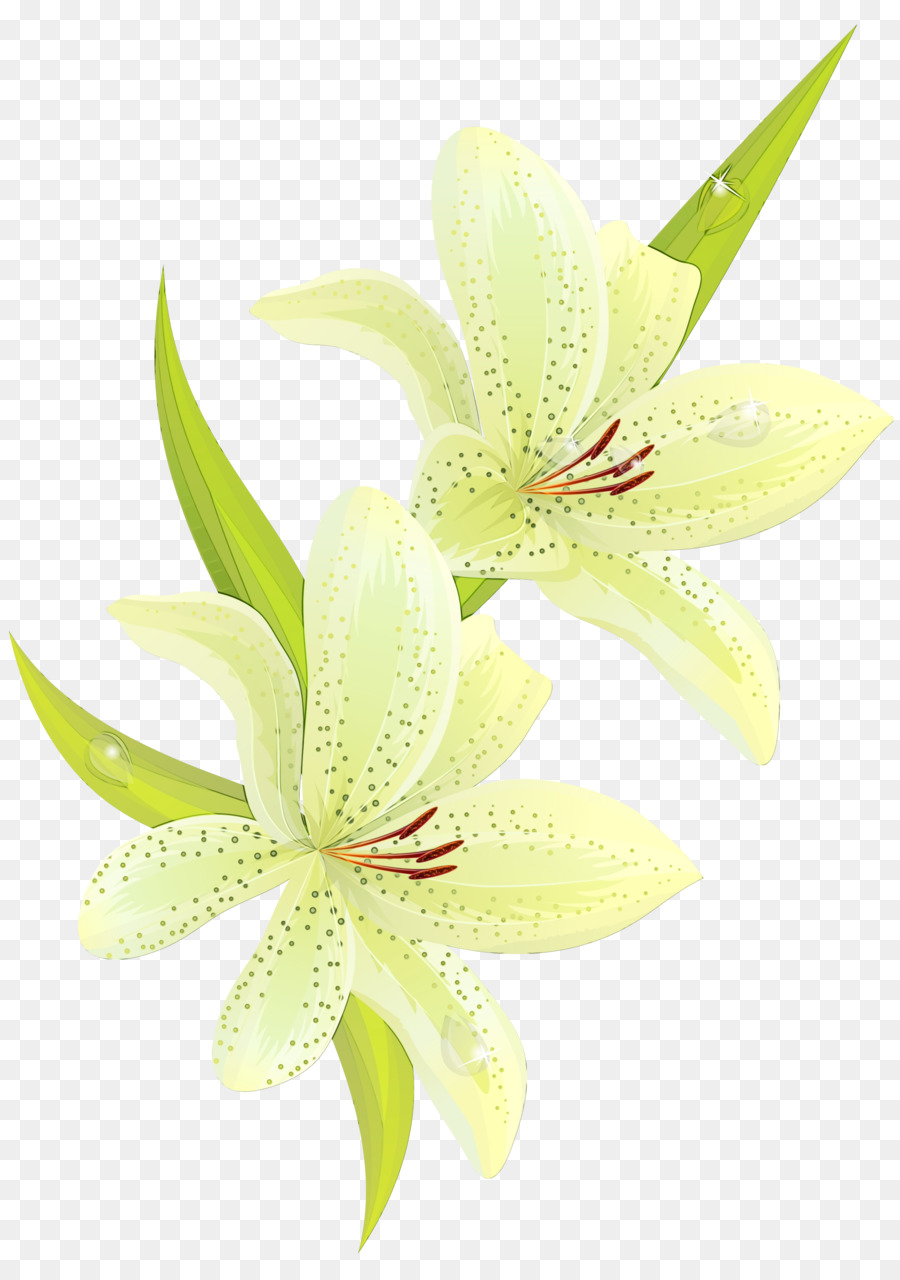 white flower petal lily plant