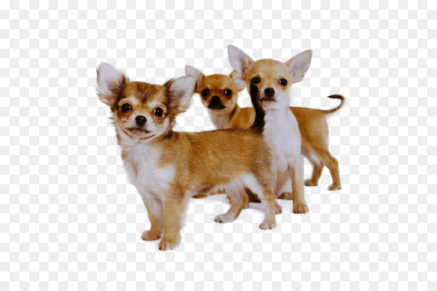Snout del cane del cucciolo del cucciolo della chihuahua del cane - Chihuahua Cucciolo
