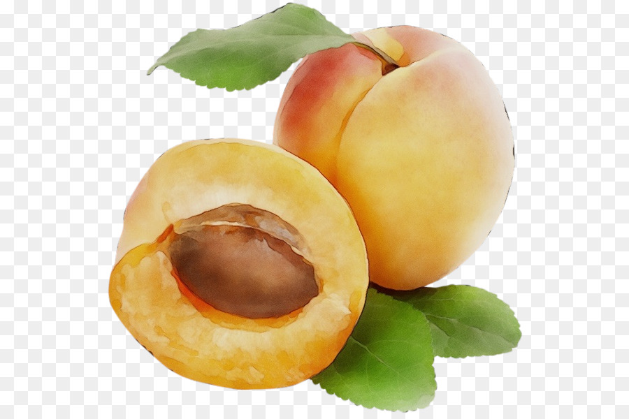 european plum food fruit plant apricot