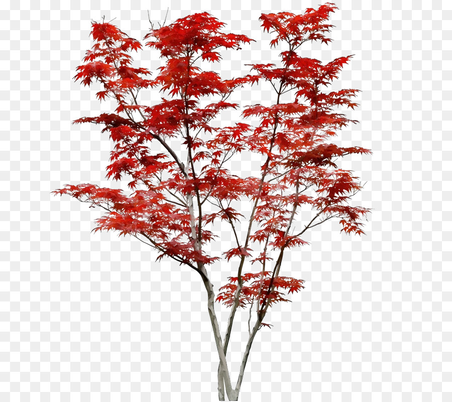 cây hoa cây thân gỗ đỏ - 