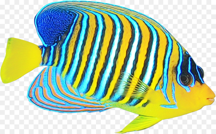 pesce pomacanthidae pesce farfalla pesce holacanthus - 
