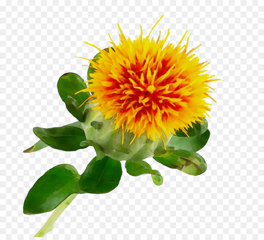 flower plant yellow safflower petal