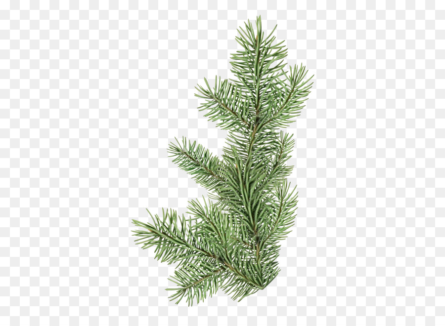 shortleaf black spruce columbian spruce balsam fir white pine yellow fir