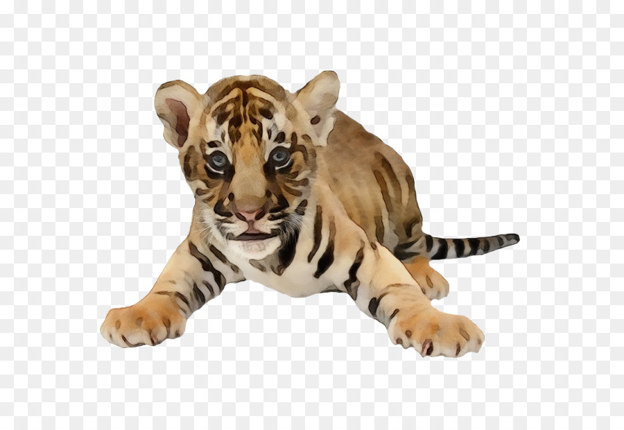 Tiger Bengal Tiger Tierwelt Sibirischer Tiger - 