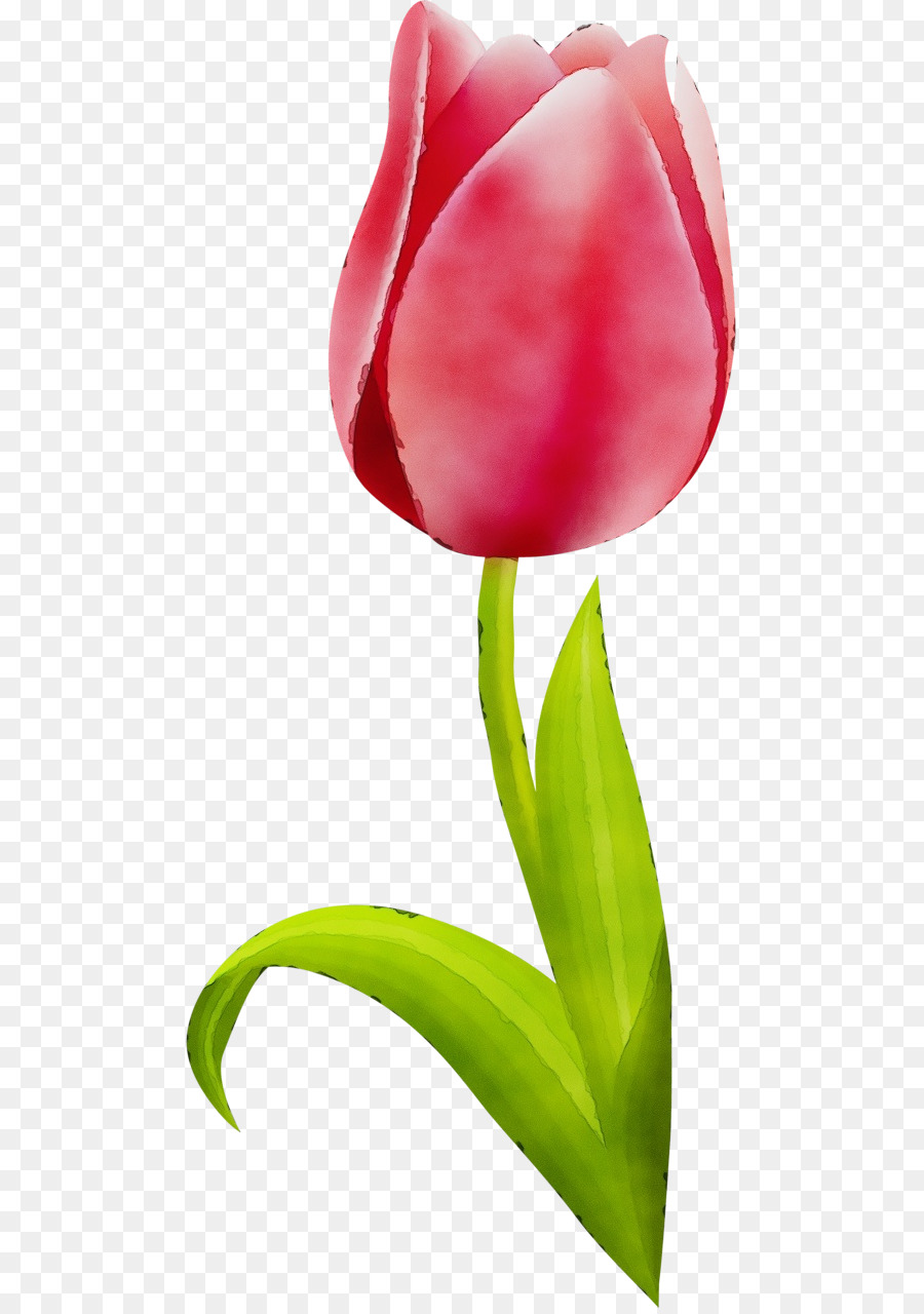 hoa tulip cánh hoa đỏ - 