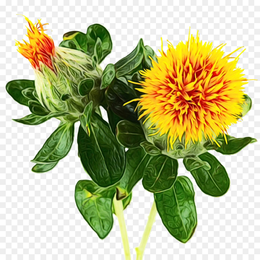 flower plant safflower distaff thistles herbaceous plant