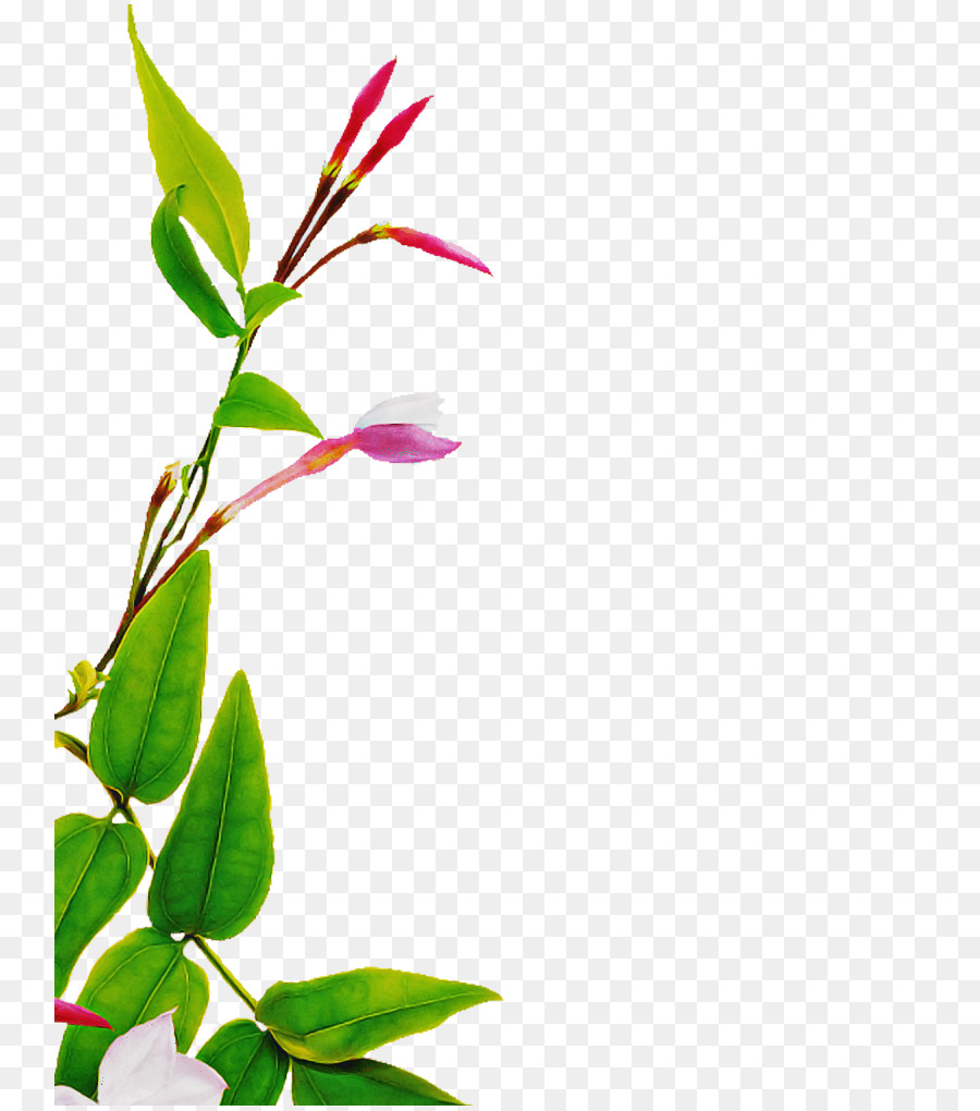 fiore pianta foglia ramo pianta staminali - 