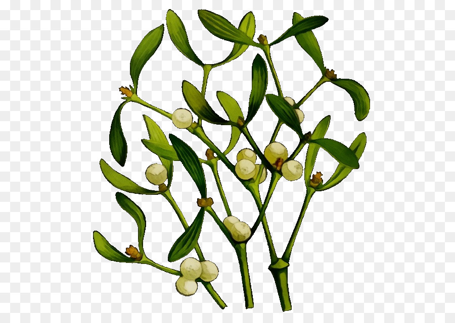 Pflanze Blume Zweig Blattbaum - 