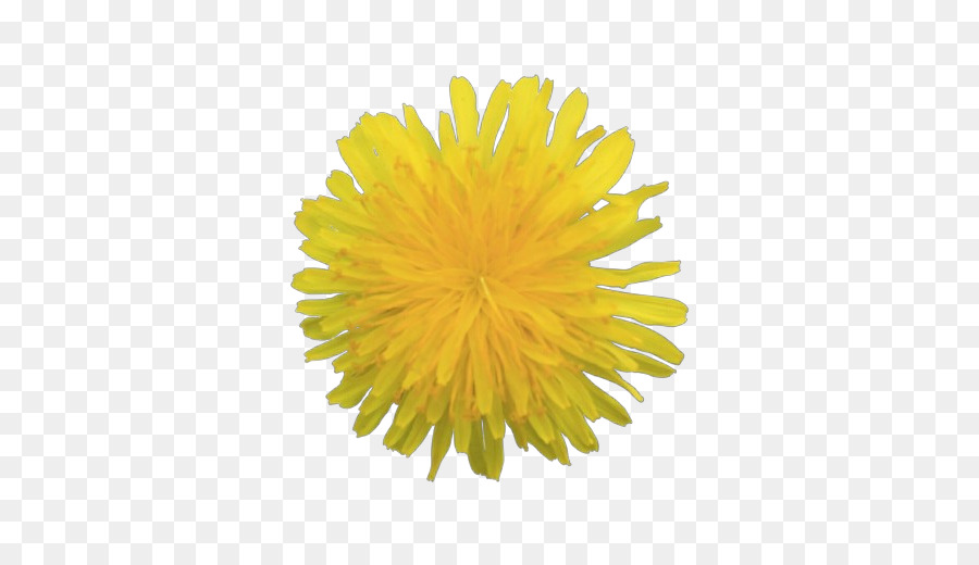 dandelion yellow dandelion sow thistles flower