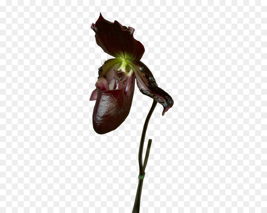 blume pflanze fliegende ente orchidee cypripedium nepenthes - Paphiopedilum