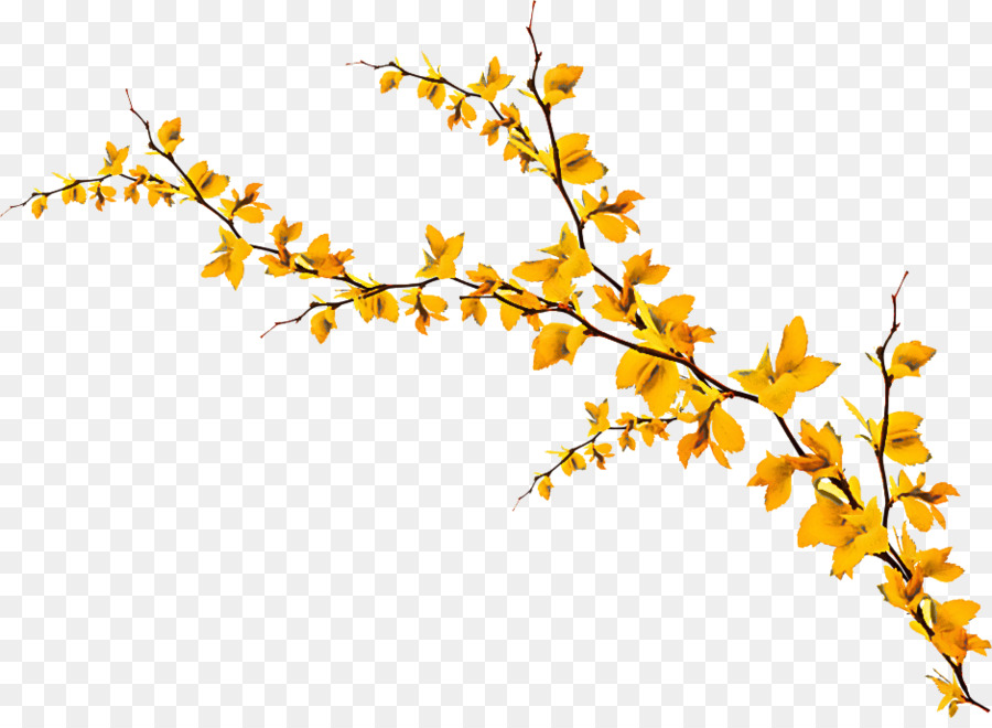 Fiore della pianta gialla del ramoscello del ramo - 
