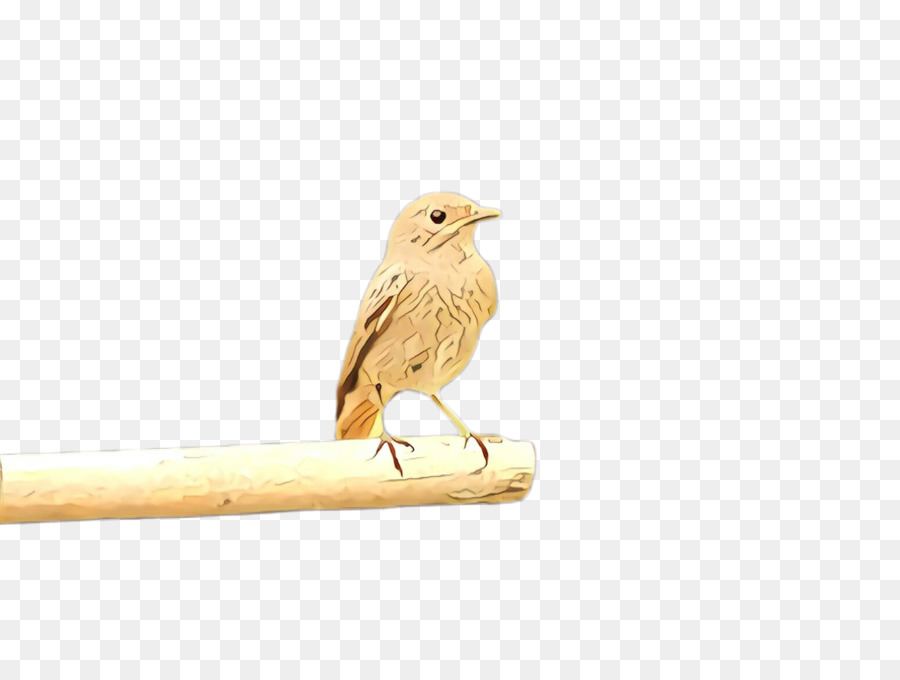 Avvolto Bird Beak House Sparrow Atlantic Canary Sparrow - 
