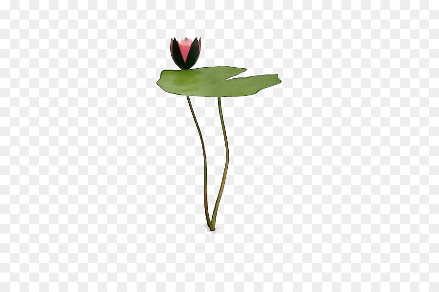 flower plant leaf plant stem pedicel