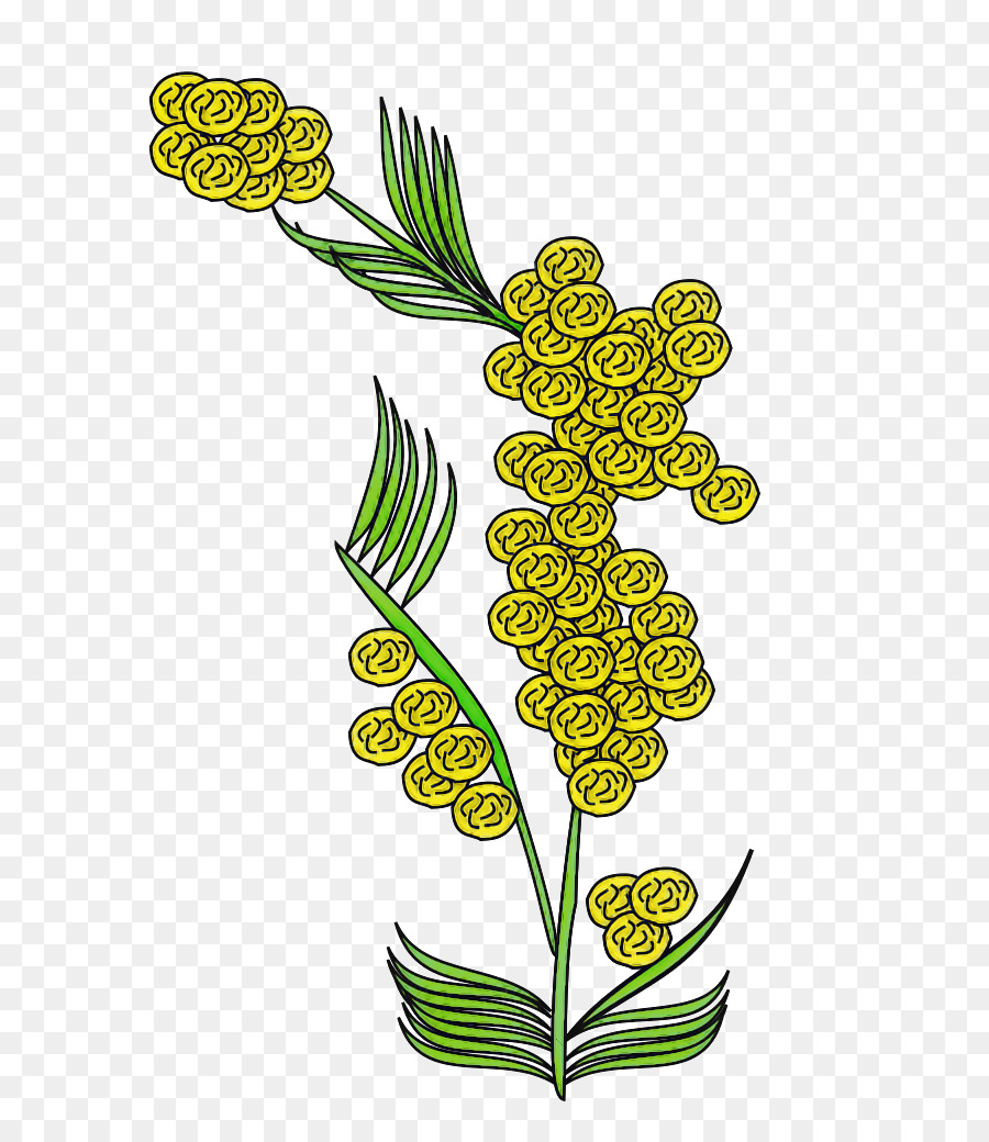 pianta erbacea pianta erbacea del gambo della pianta del fiore della pianta della foglia - 