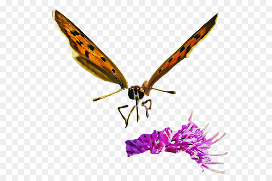 falene e farfalle farfalla cynthia (sottogenere) impollinatore di insetti - 