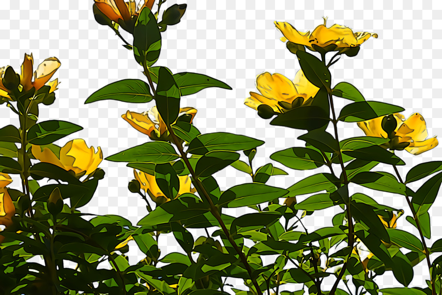 Blume Pflanze gelbes Blatt Baum - 