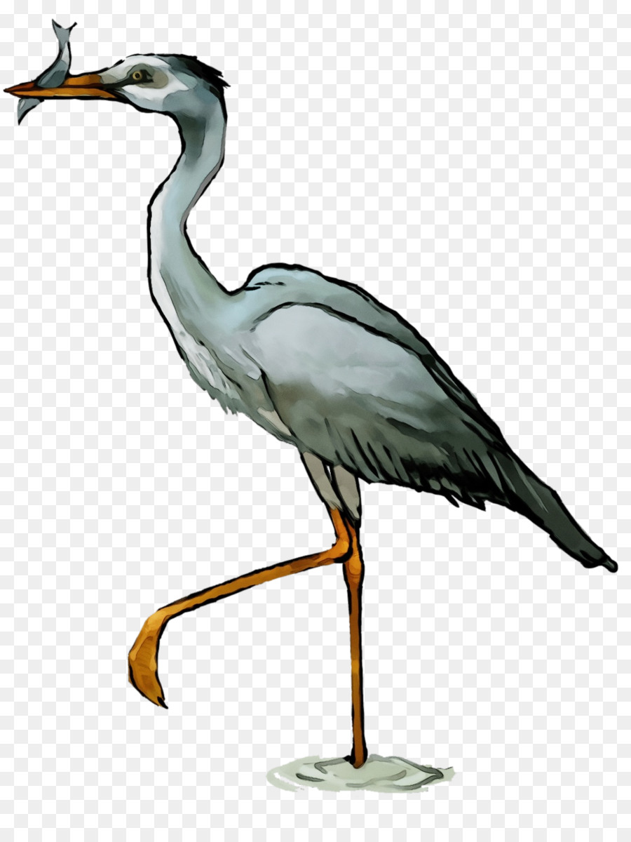 bird beak crane-like bird little blue heron heron
