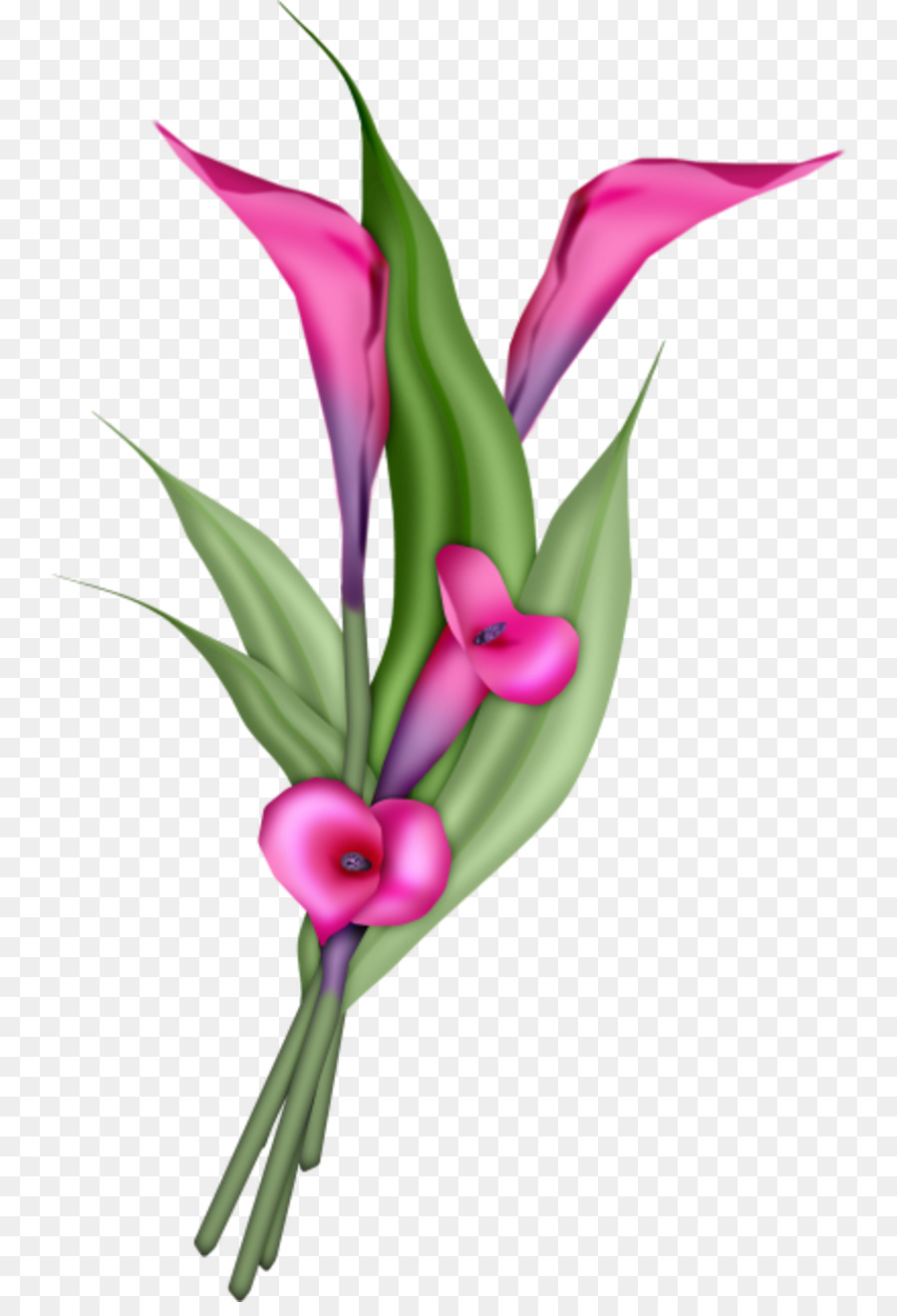 Blume rosa Pflanze Blütenblatt Schnittblumen - Hyazinthe