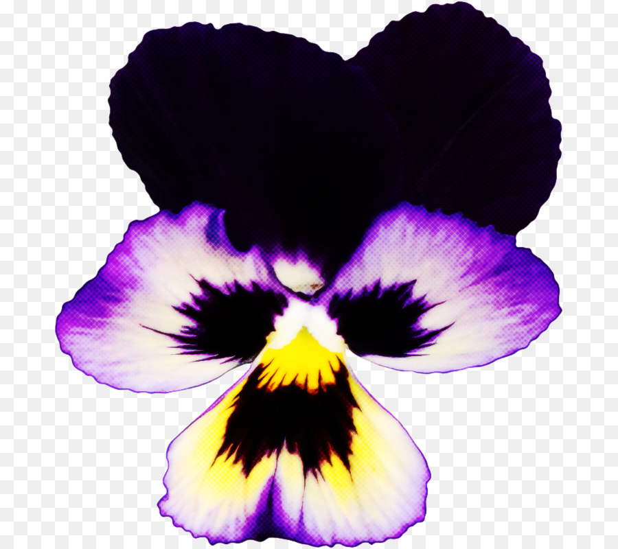 violette wilde Pansy-Blütenblatt-lila Blume - 