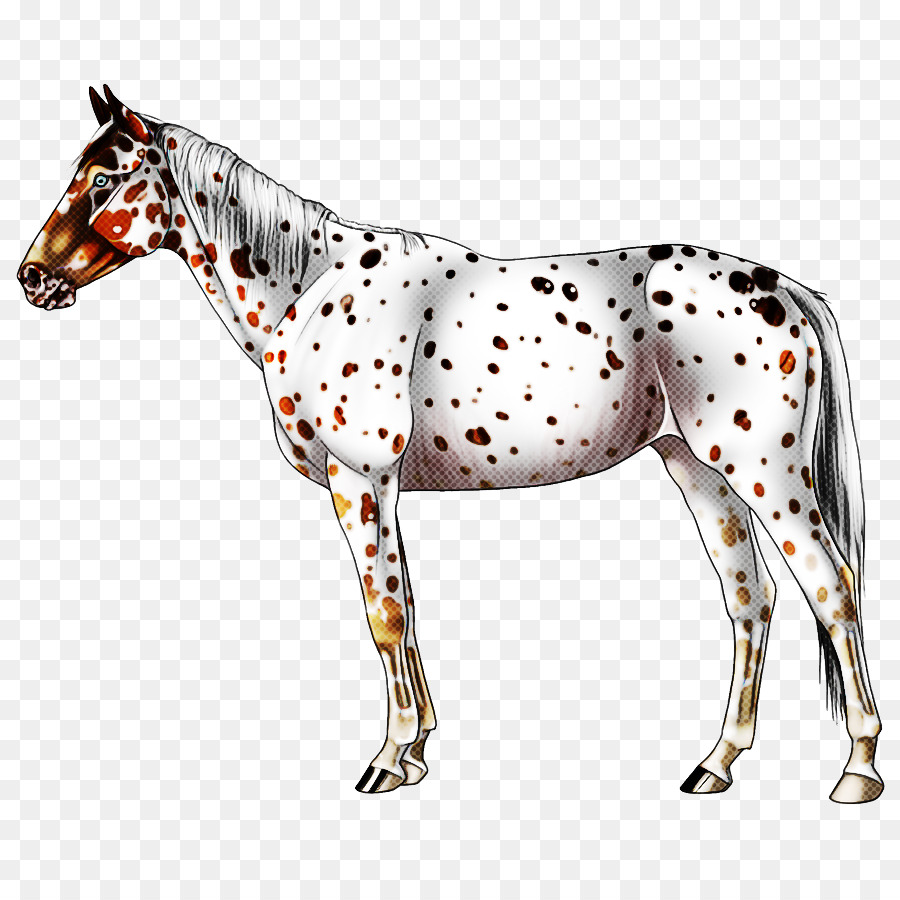 cavallo animale figura cavalla muso stallone - 