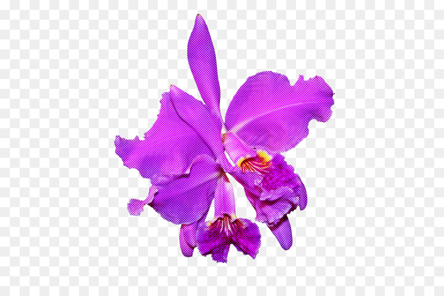 Blume cattleya labiata violette purpurrote Pflanze - 