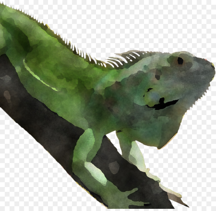 Green Iguana Iguana Green Lizard Iguanidae - 
