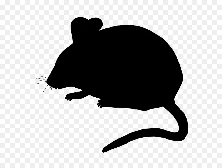 Ratten-Muridae-Schädling Maus-Muroidea - Mohn Nagetier