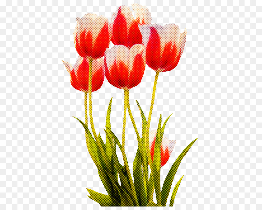 Blume Tulpe Blütenblatt Pflanze Schnittblumen - 