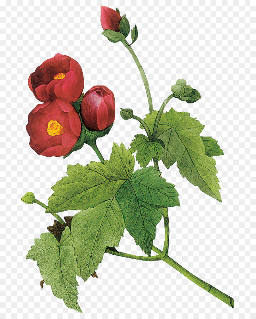 gambo della pianta del germoglio di foglia della pianta del fiore - Malva