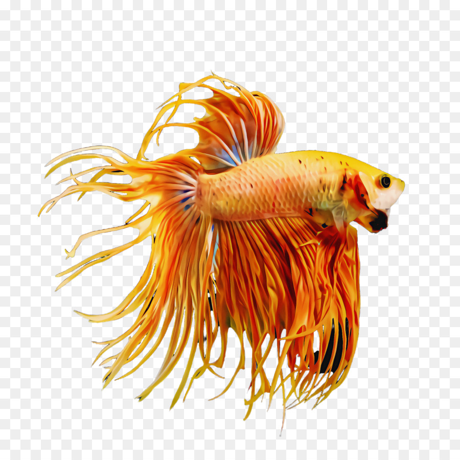 fish fish tail