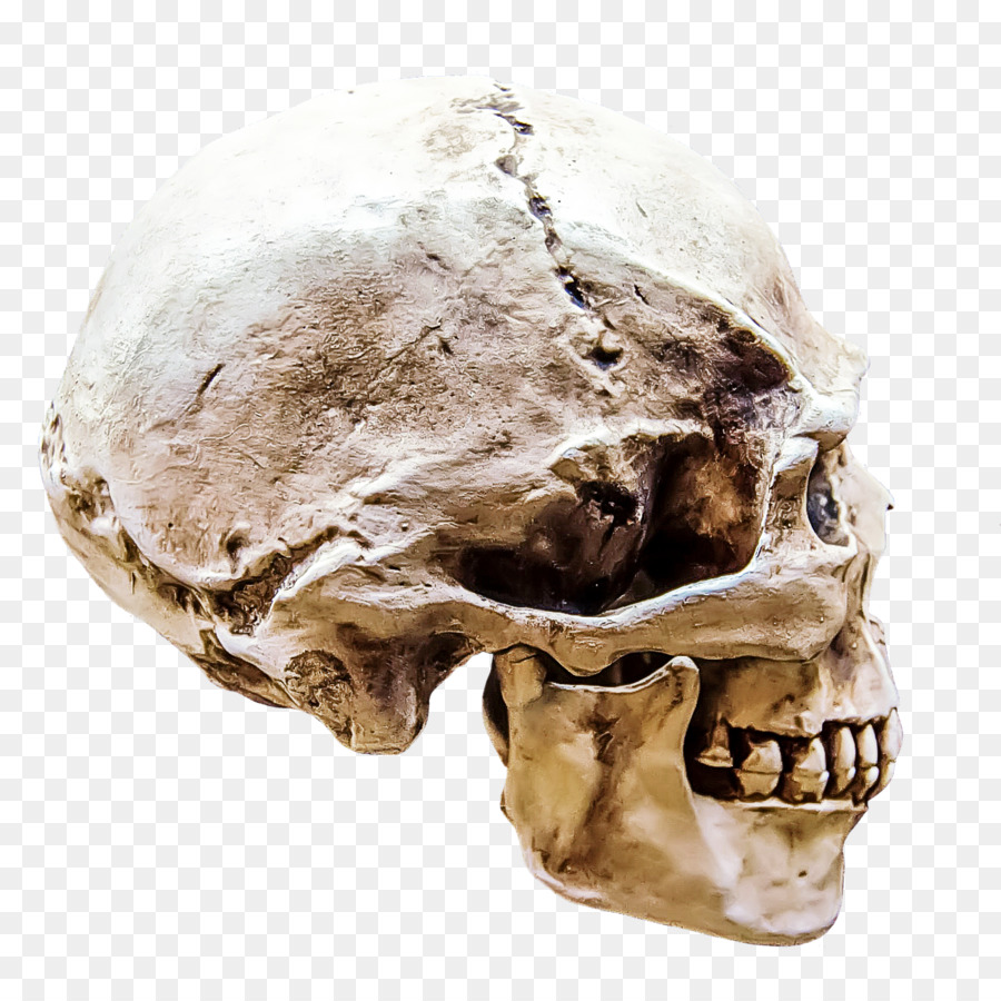 testa di mascella scheletro scheletro osseo - 