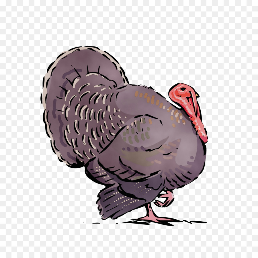 Türkei Wild Turkey Vogel Cartoon Schnabel - 