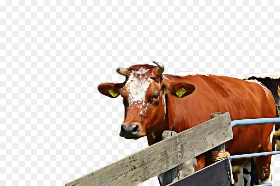 Rind Vieh Schnauze Kuh-Ziege Familie Ochse - 