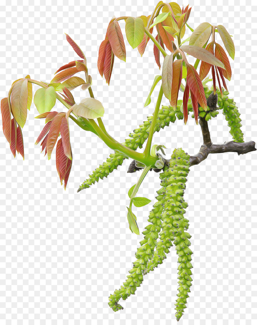 flower plant leaf tree plant stem