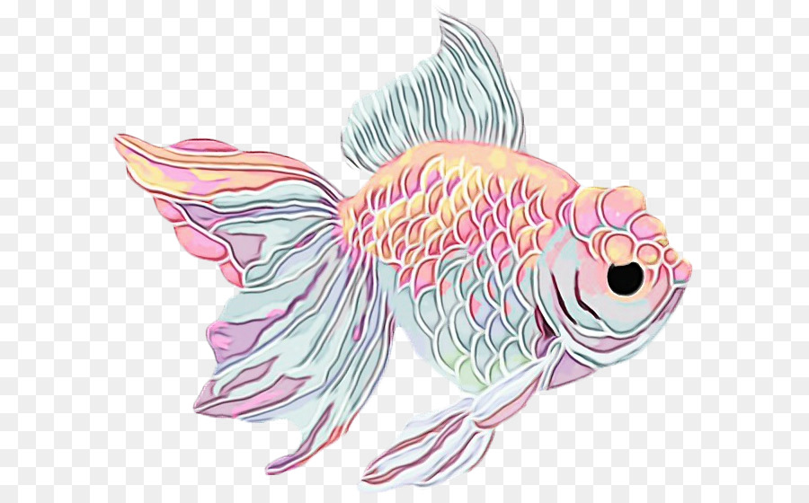 fish fish pink goldfish carp