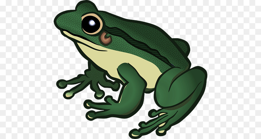 ếch thật ếch cây hyla ếch cây ếch cây - 