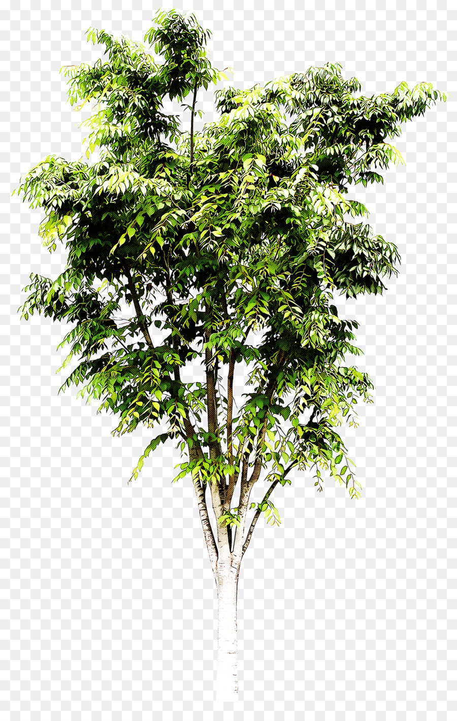 albero pianta pianta legnosa fiore foglia - 