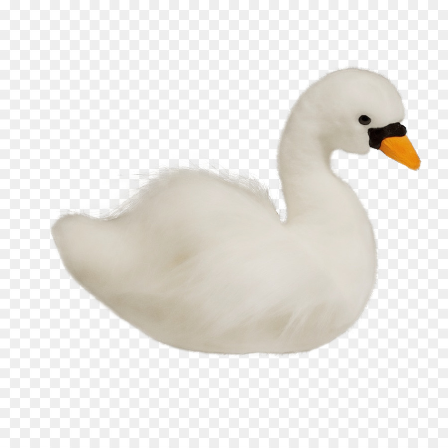bird swan duck water bird white