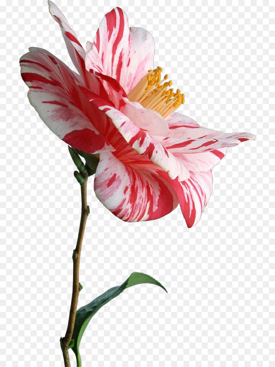 Blume Pflanze Blütenblatt rosa Schnittblumen - 