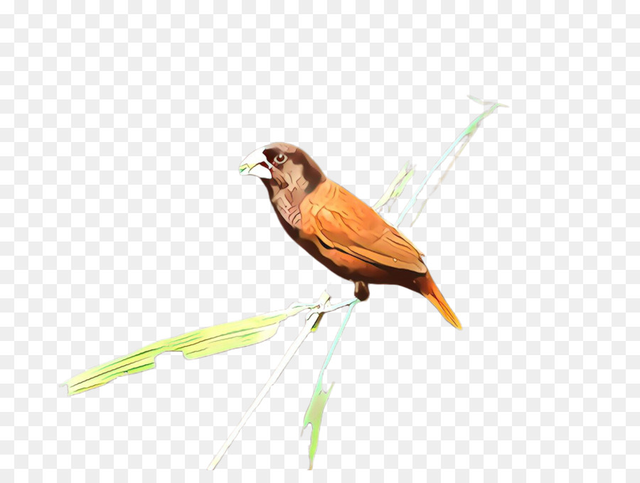 bird beak finch songbird perching bird