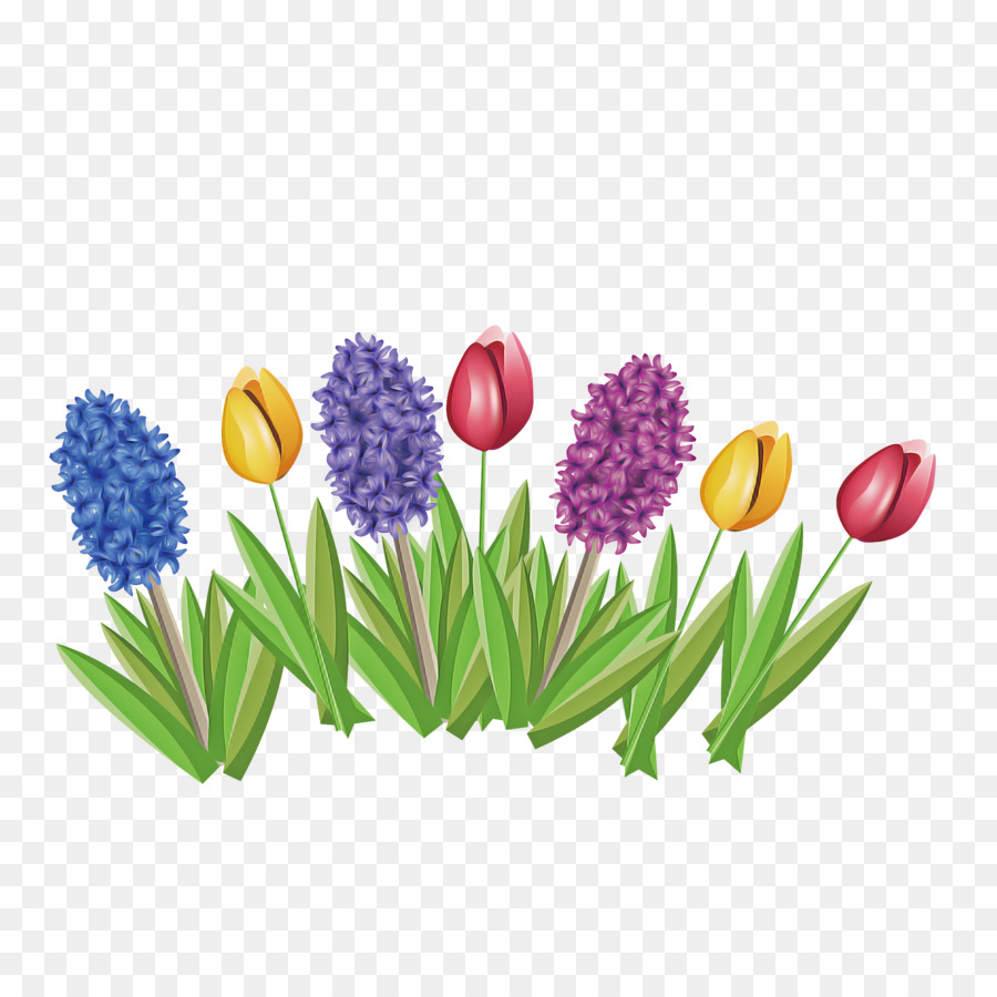 hoa tulip nhà máy cỏ nho lục bình - 