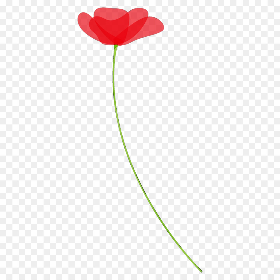 rote Tulpe Blume Pflanze Pflanzenstamm - 