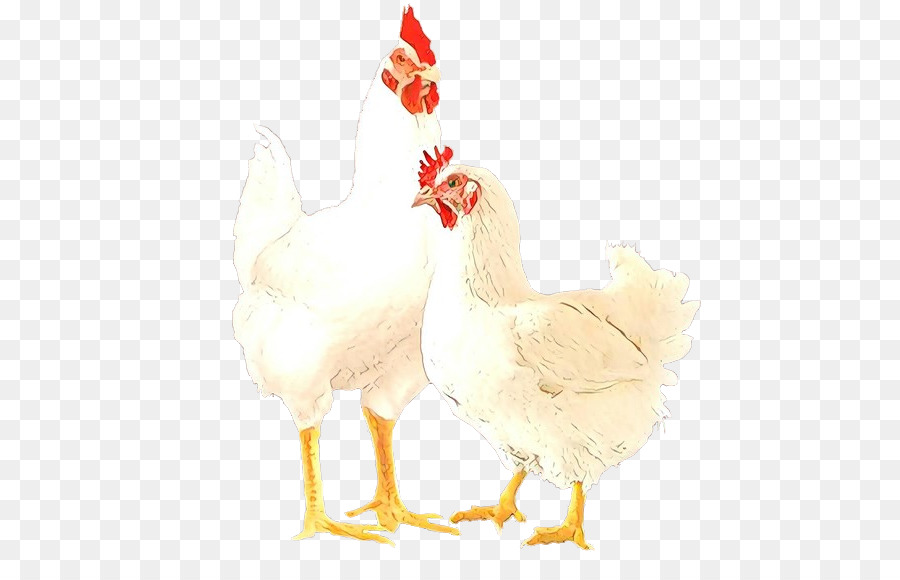 chicken bird rooster comb beak