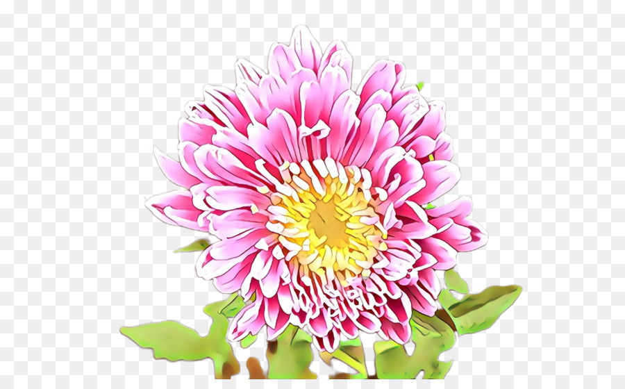 Blütenpflanze Blütenblatt rosa Porzellan Aster - 