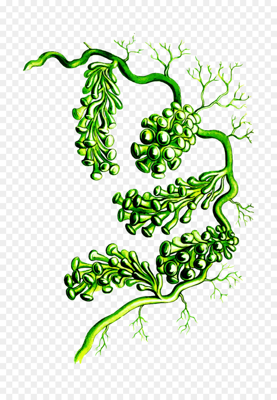 cây lá mạch thực vật nghệ thuật dòng rau - 