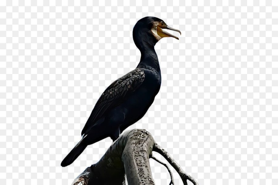 bird cormorant beak double crested cormorant suliformes