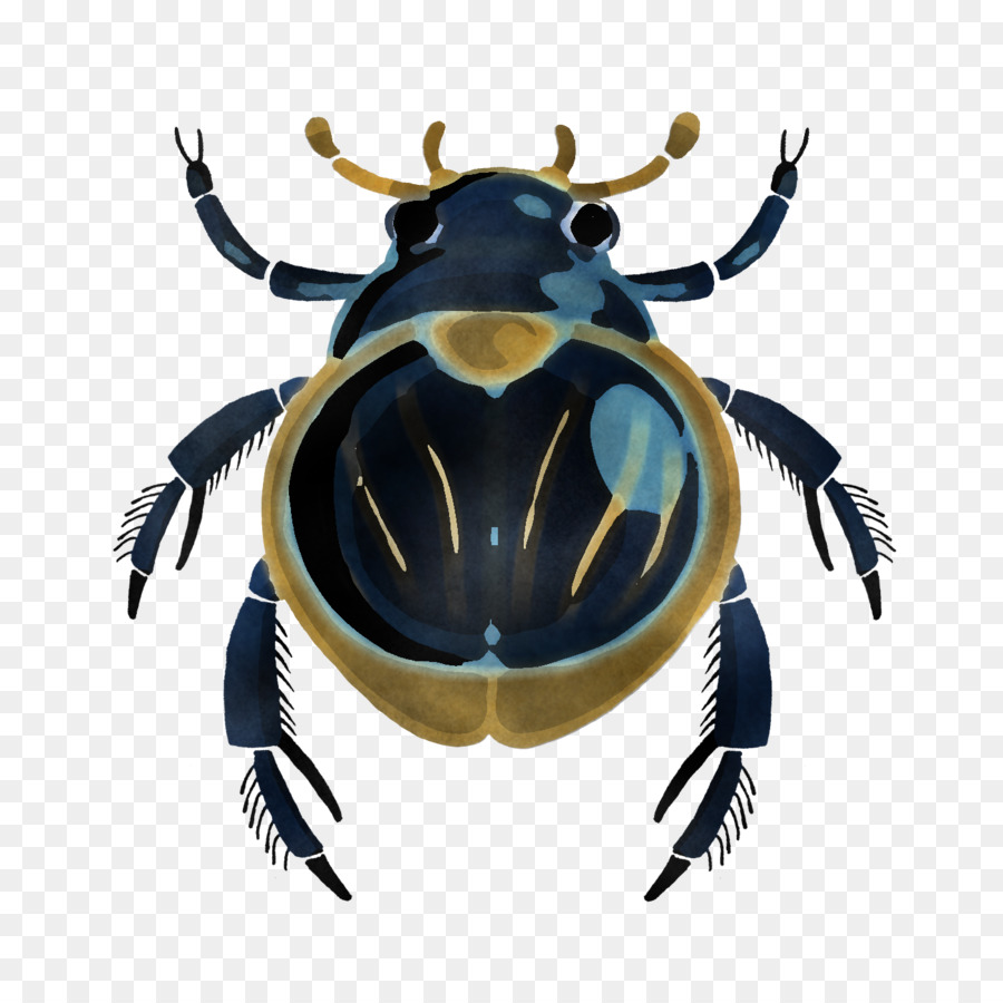 Cetoniidae dello scarabeo dei parassiti dell'insetto - 