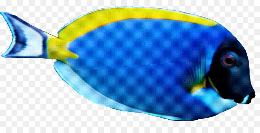 blauer fisch fisch pomacanthidae gelb - 