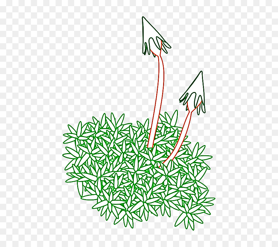 plant grass line art vascular plant